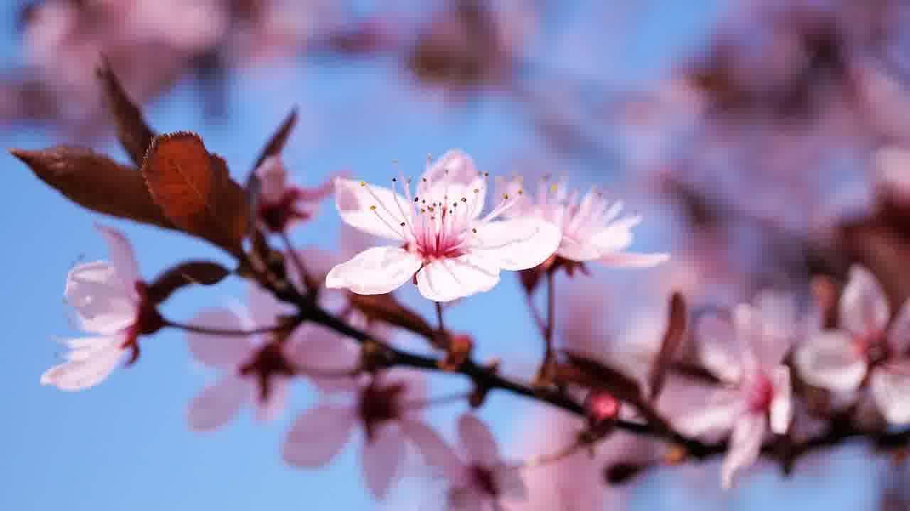 체리키보드 청축 CHERRY MX-1800, 기계식 입문기까지