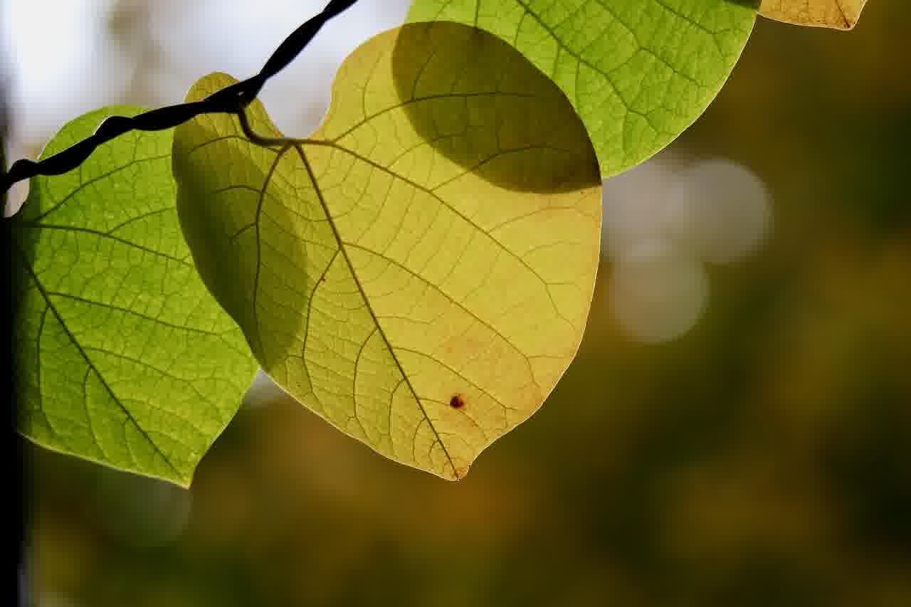네이버 실시간 검색어 순위 쉽게 확인하는 방법 알아보기
