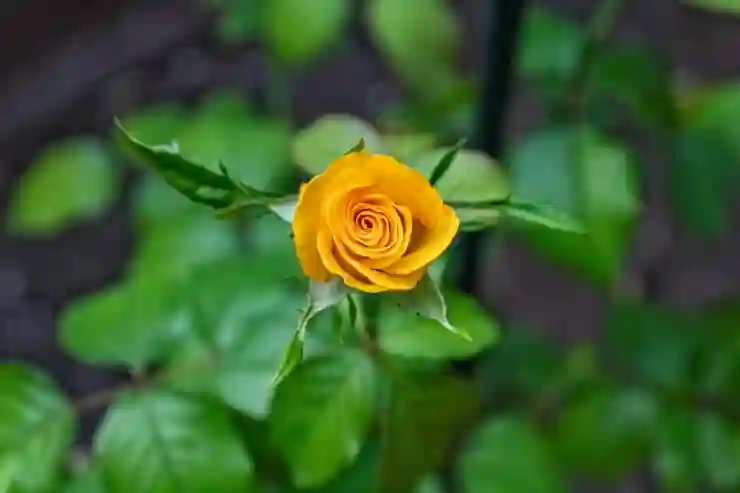 애플워치 기능 심전도 / 산소포화도 측정 방법