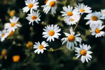 아이패드 화이트 홈 대시보드 디자인을 꾸미는 꿀팁