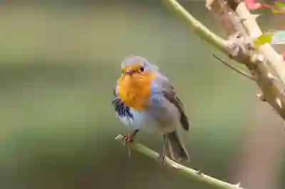 레이드라이브 연동 (네이버 마이박스 / 구글드라이브 / 원드라이브)