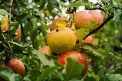 애플뮤직 6개월 무료 혜택받기 및 해지 방법