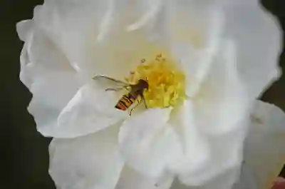 가성비 외장 그래픽카드 추천 엔비디아 이엠텍 지포스 RTX 4060 Ti 미라클 화이트 후기